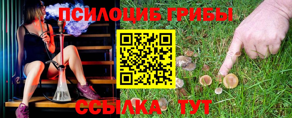 купить  сайты  Псилоцибиновые грибы Cubensis  Вход с VPN  Назрань 